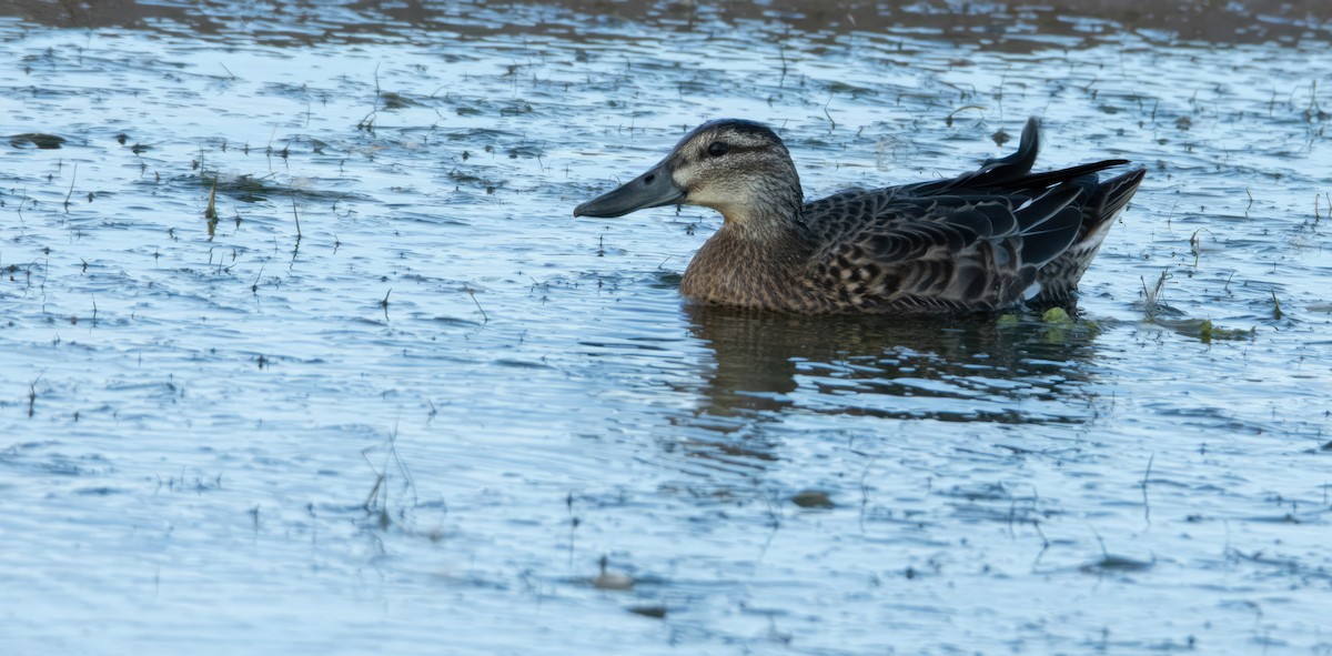 Garganey - ML617188442