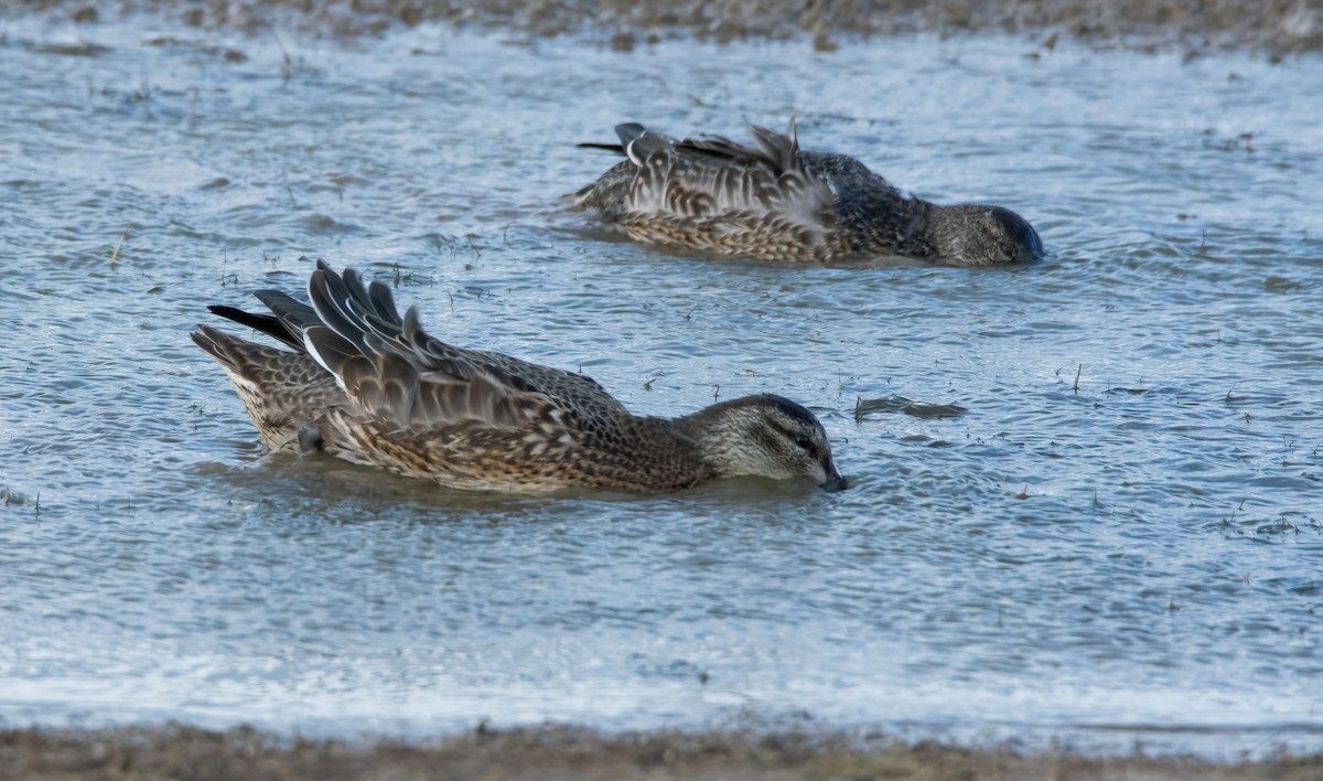 Garganey - ML617188443