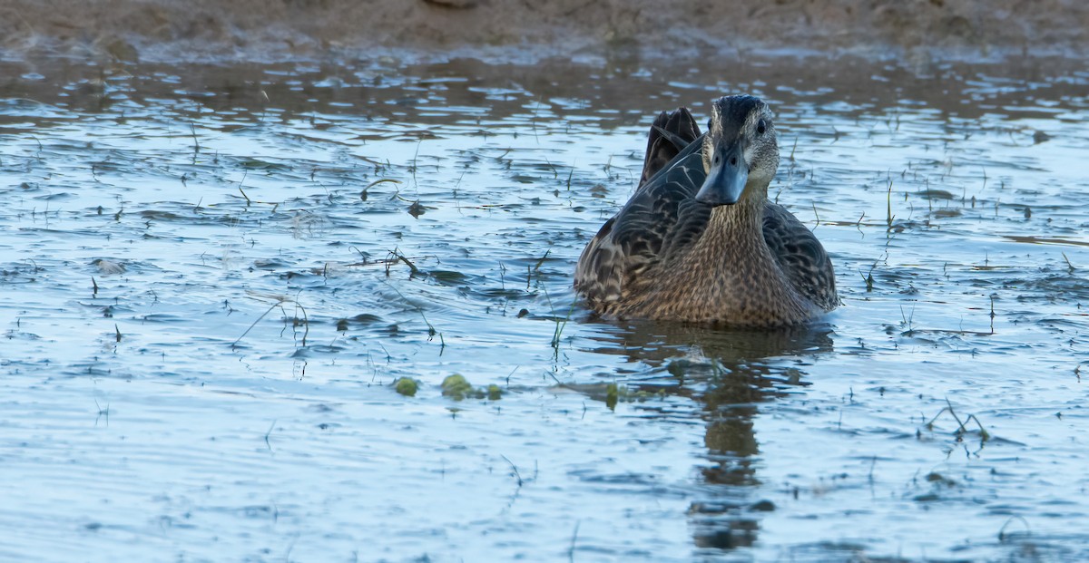 Garganey - ML617188444