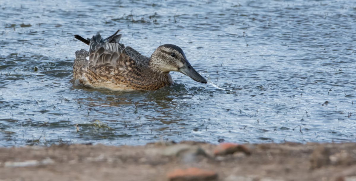 Garganey - ML617188445