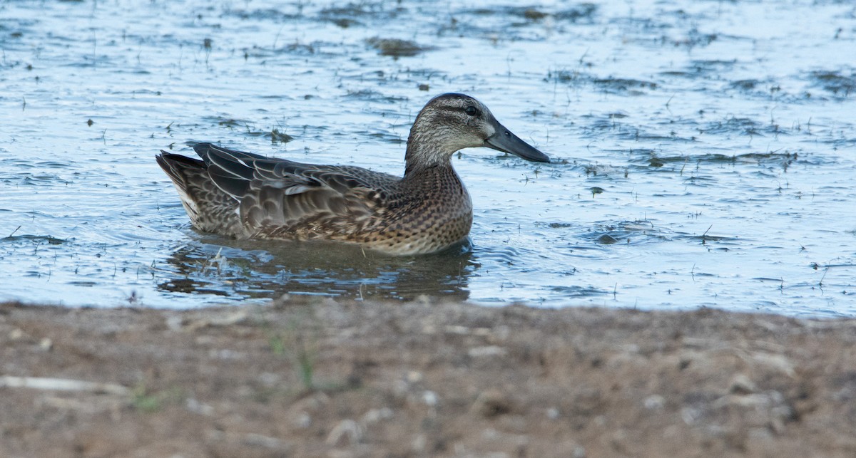 Garganey - ML617188446