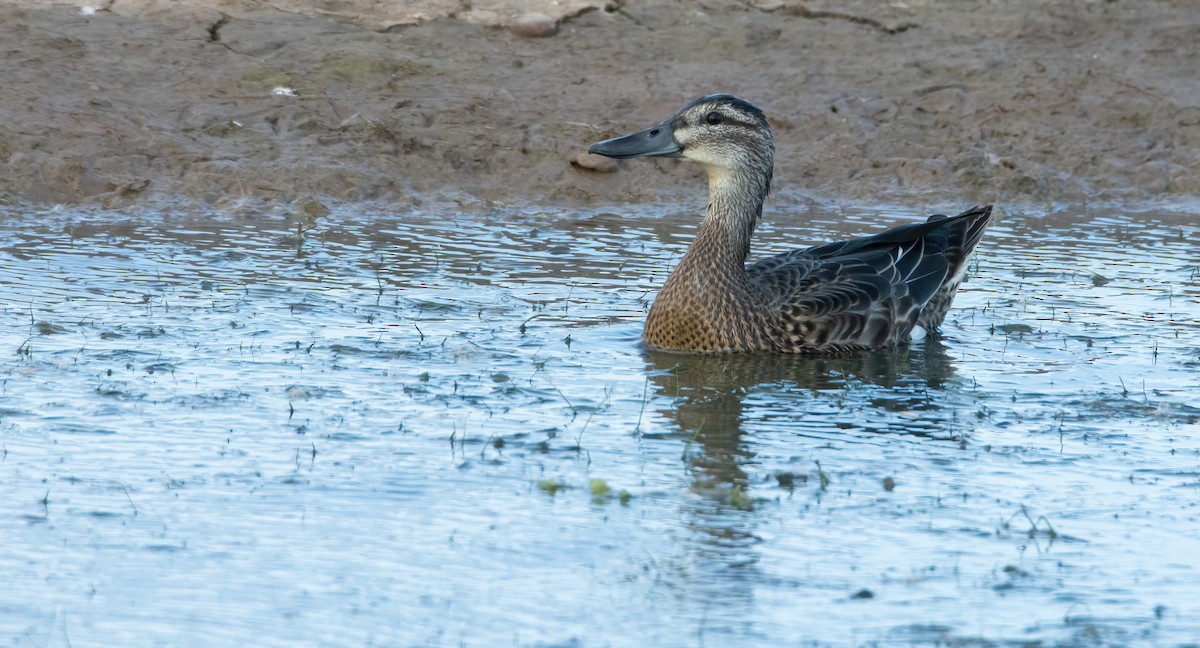 Garganey - ML617188447