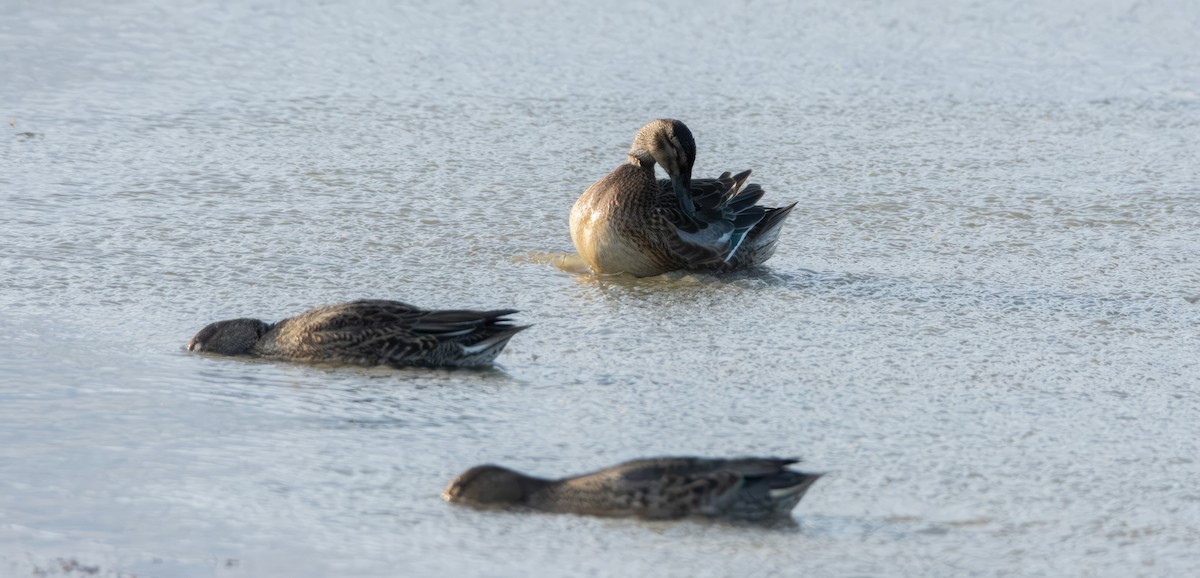 Garganey - ML617188448