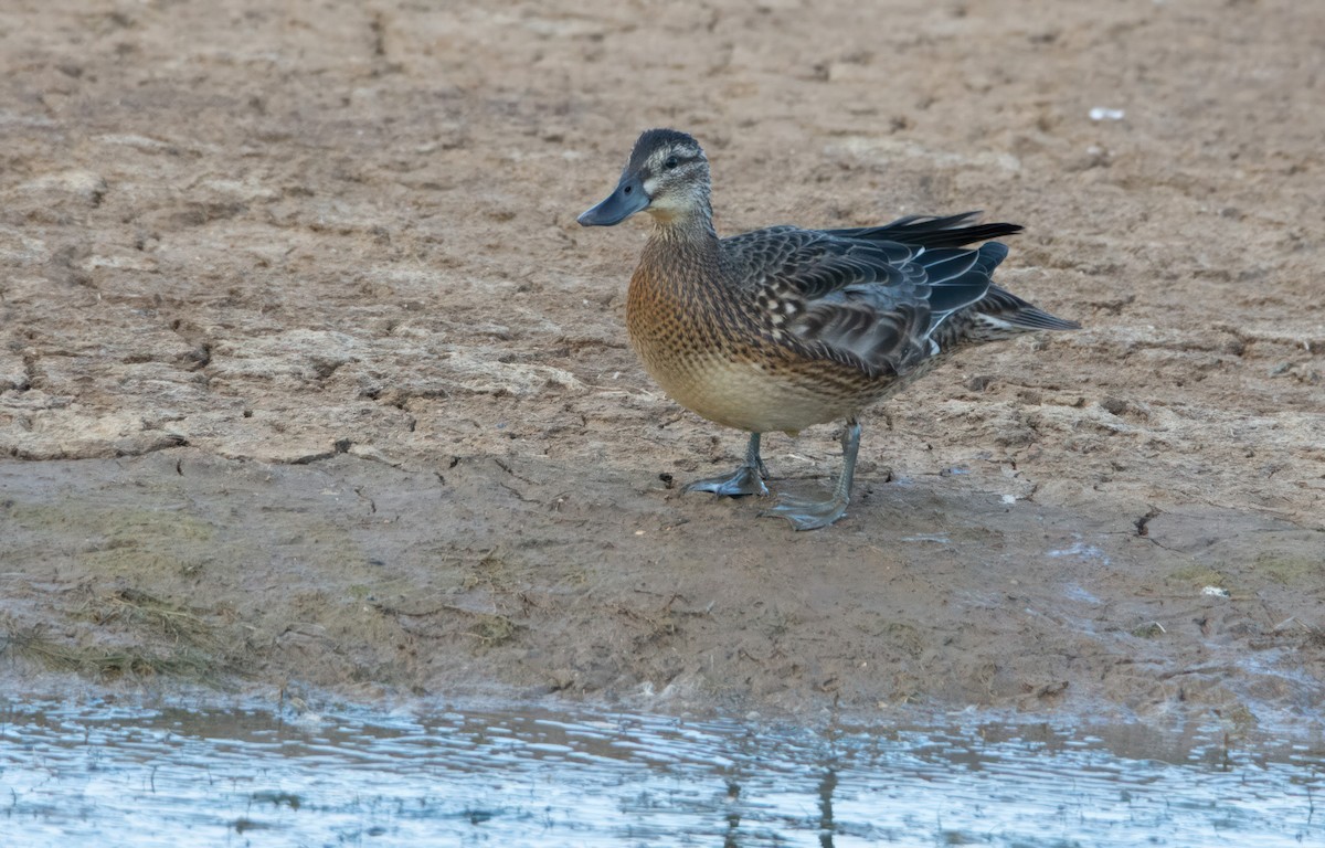 Garganey - ML617188449