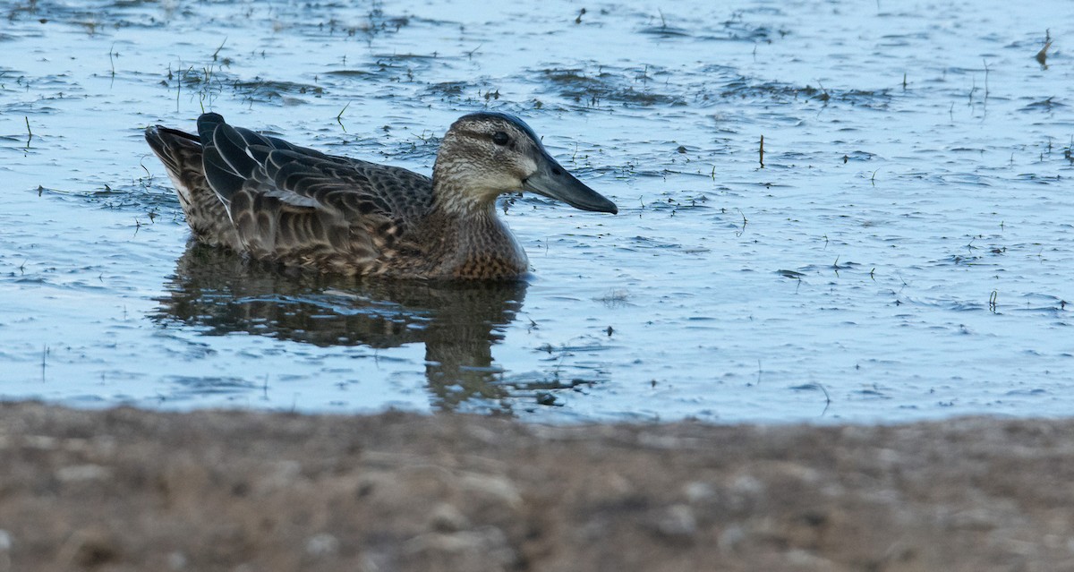 Garganey - Dan Owen