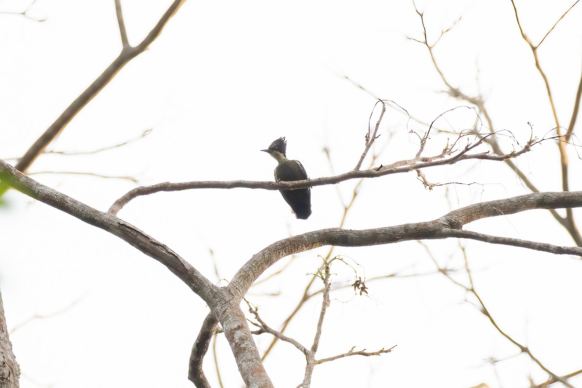 Heart-spotted Woodpecker - Sayam U. Chowdhury