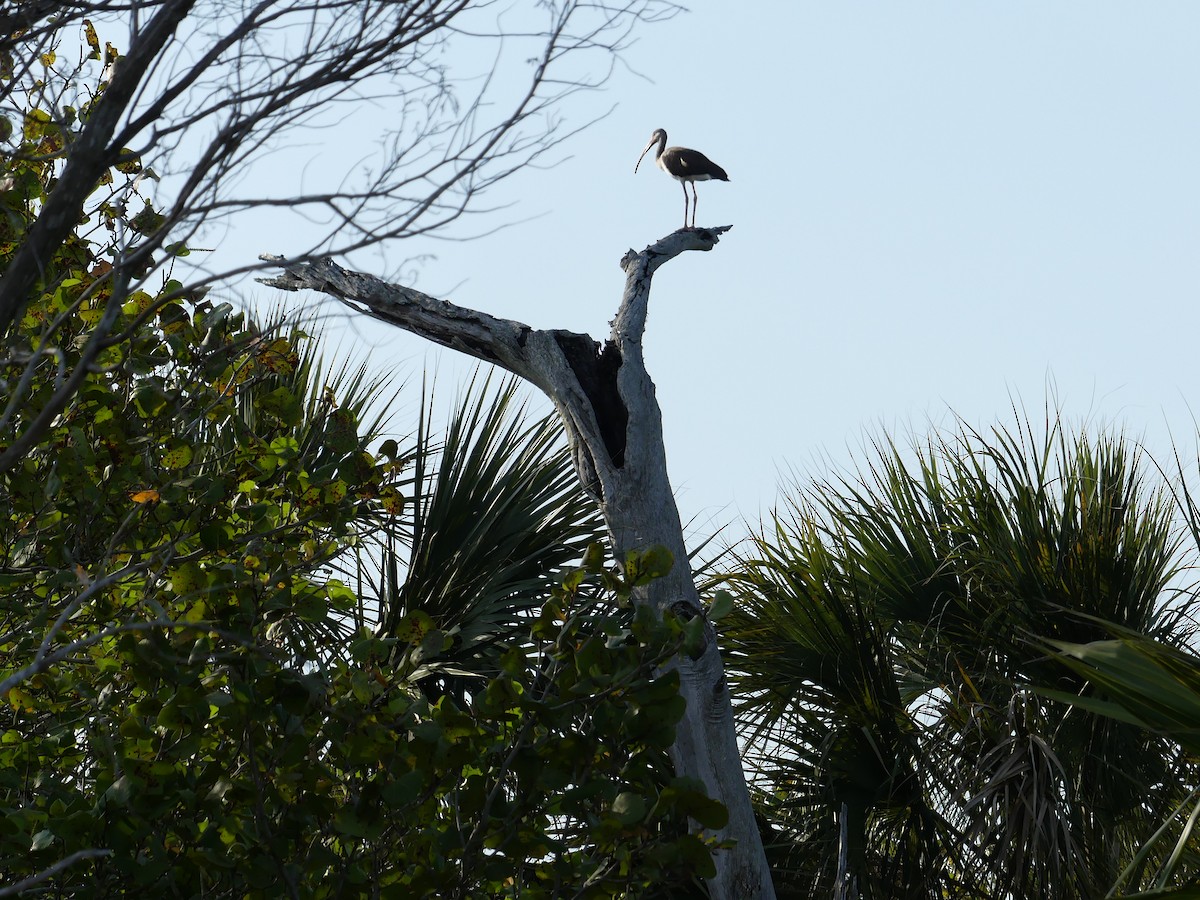 White Ibis - ML617188465