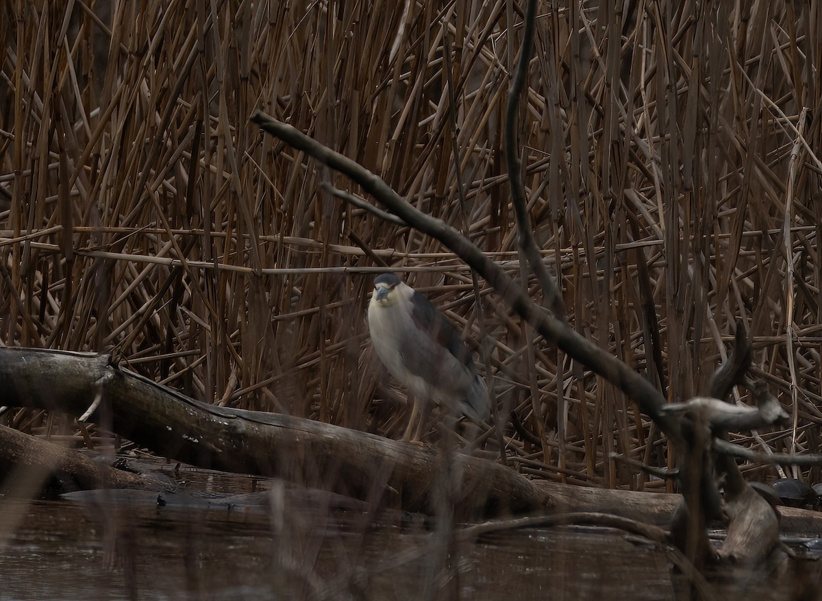 Black-crowned Night Heron - ML617188474