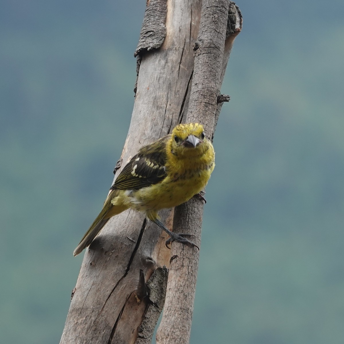 Flame-colored Tanager - ML617188477