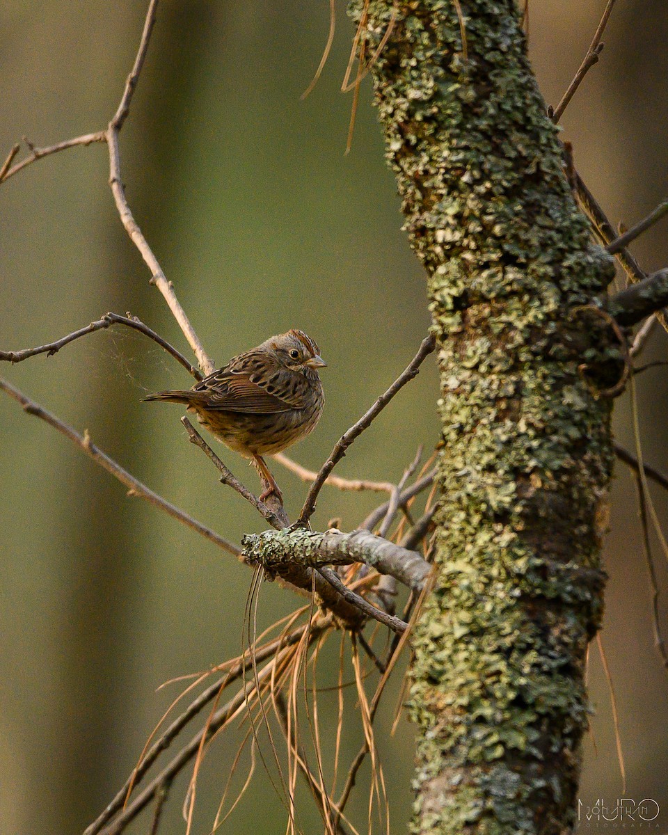 Lincoln's Sparrow - Jonathan Muró