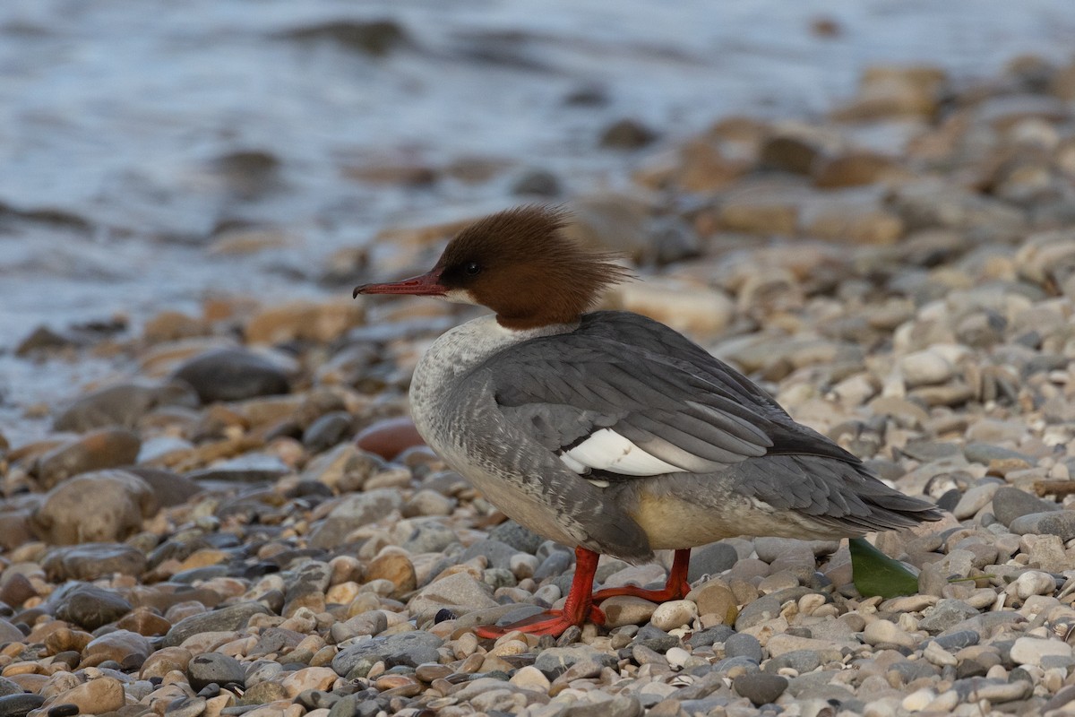 Common Merganser (Eurasian) - ML617188506