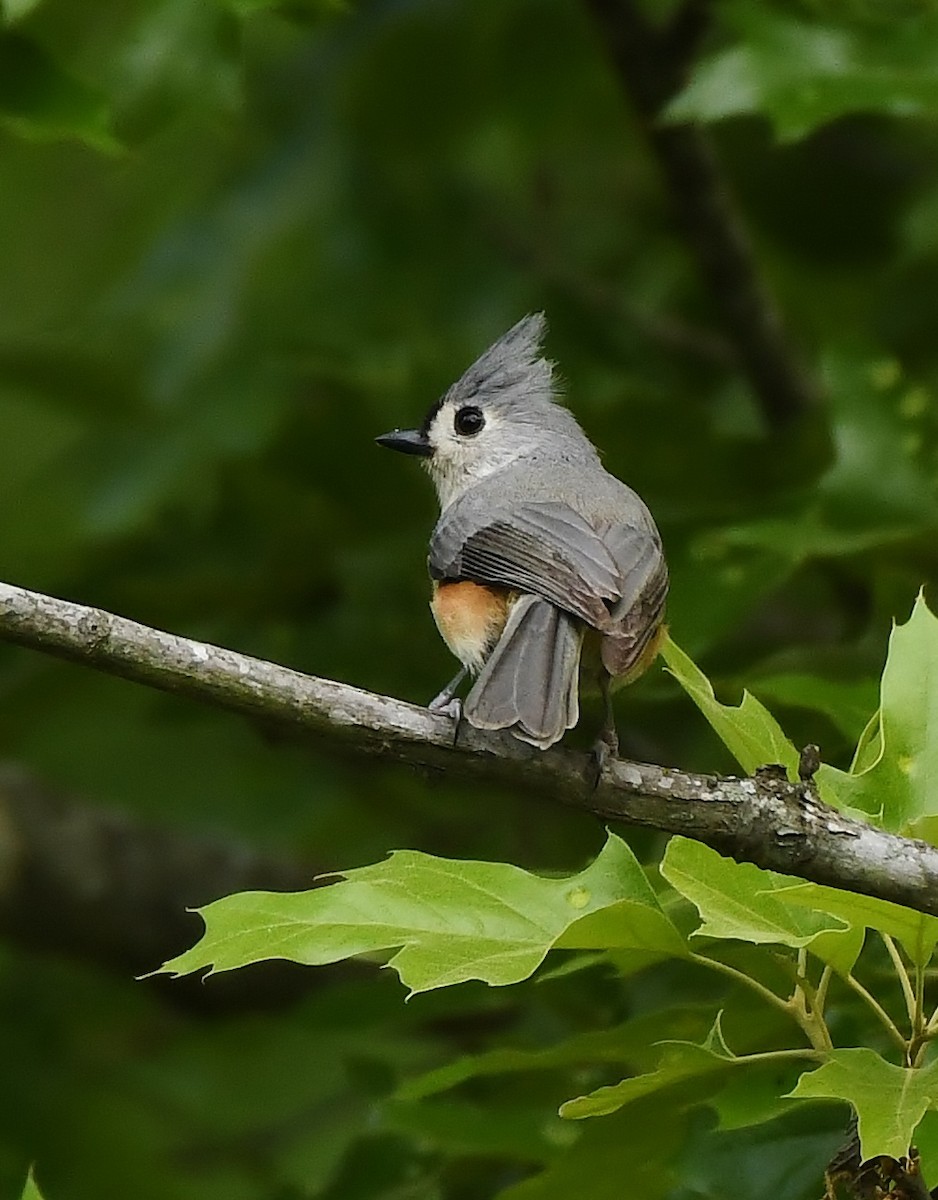 Tufted Titmouse - Rachel Hudson