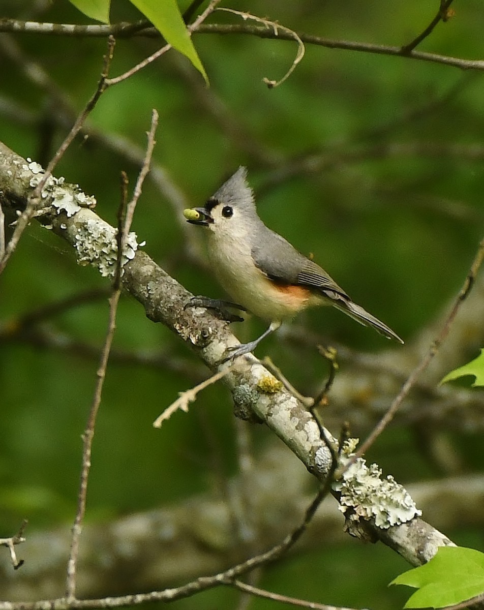 Tufted Titmouse - Rachel Hudson