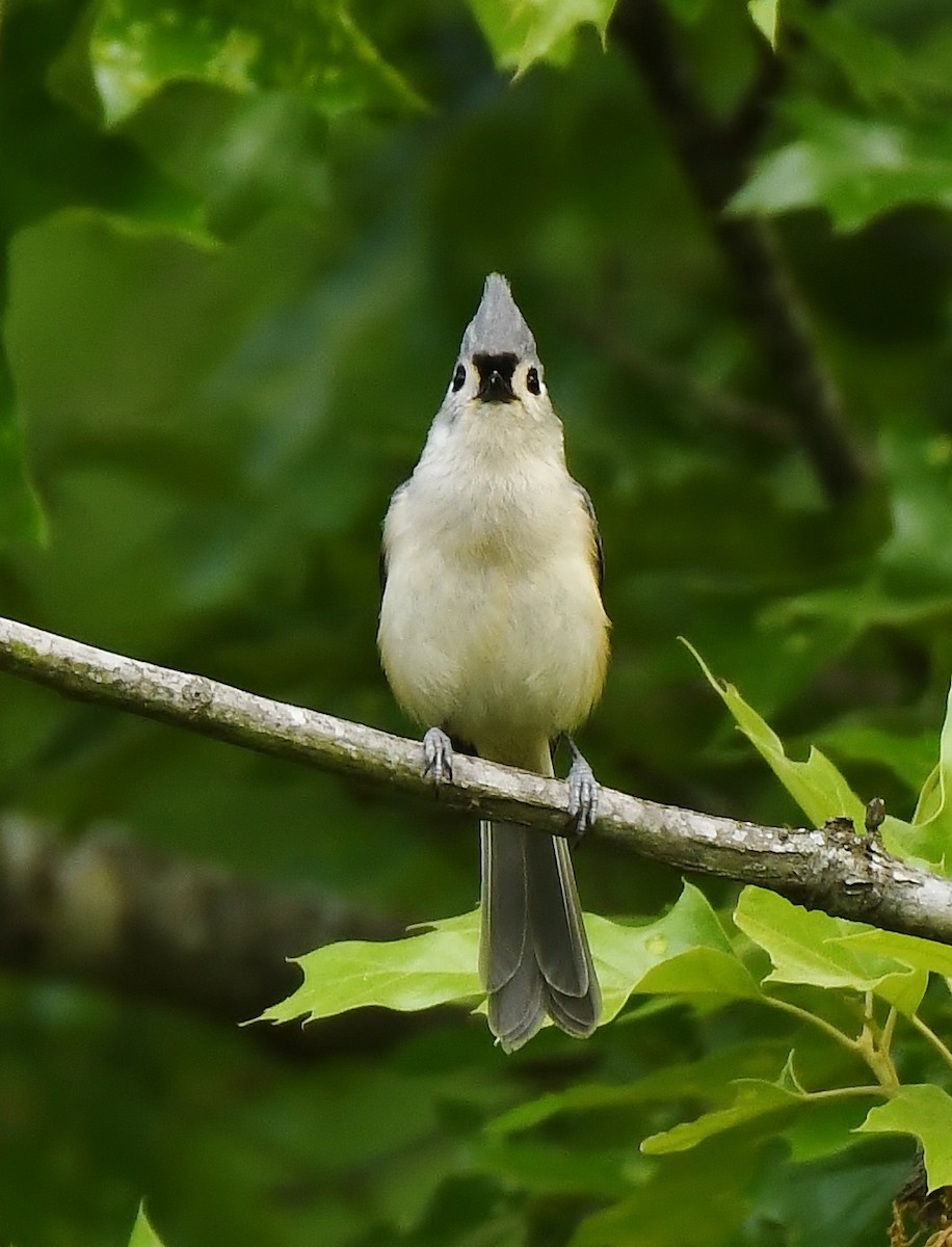 Tufted Titmouse - Rachel Hudson