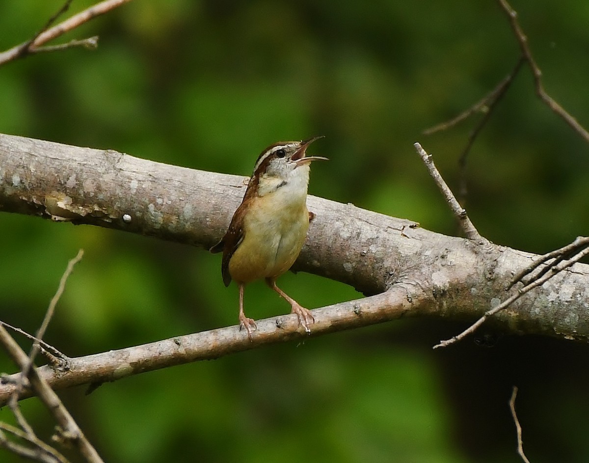 Carolina Wren - Rachel Hudson