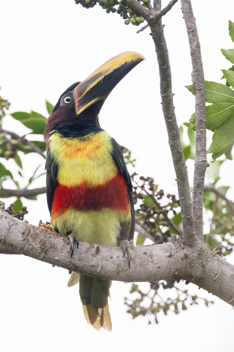 Chestnut-eared Aracari - Lutz Duerselen