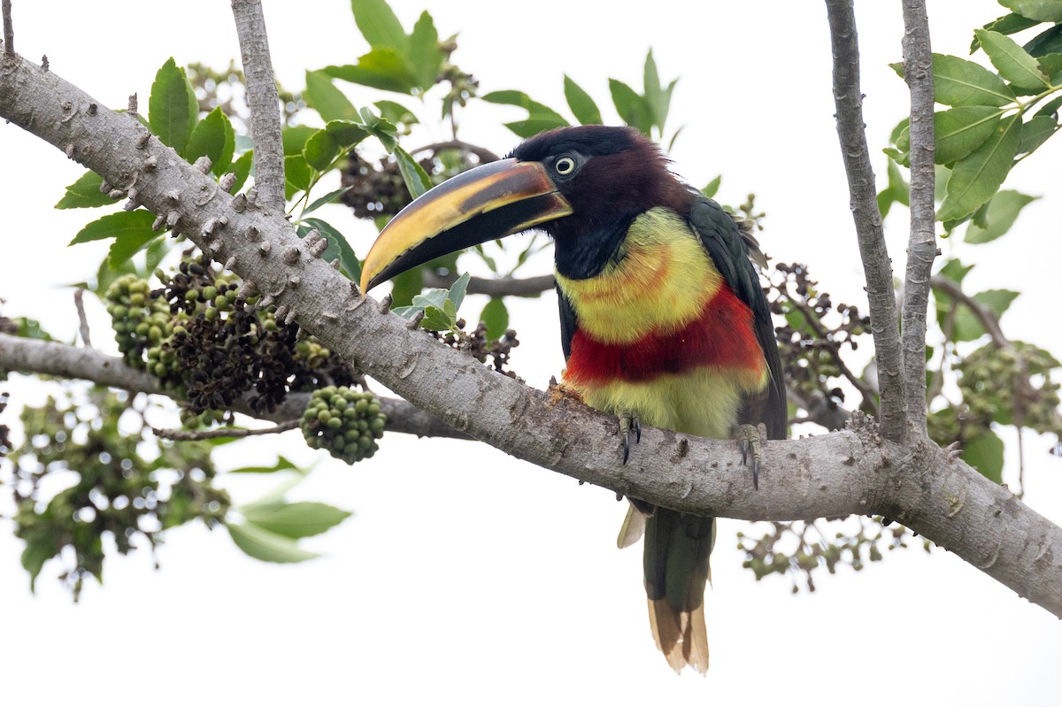 Chestnut-eared Aracari - Lutz Duerselen