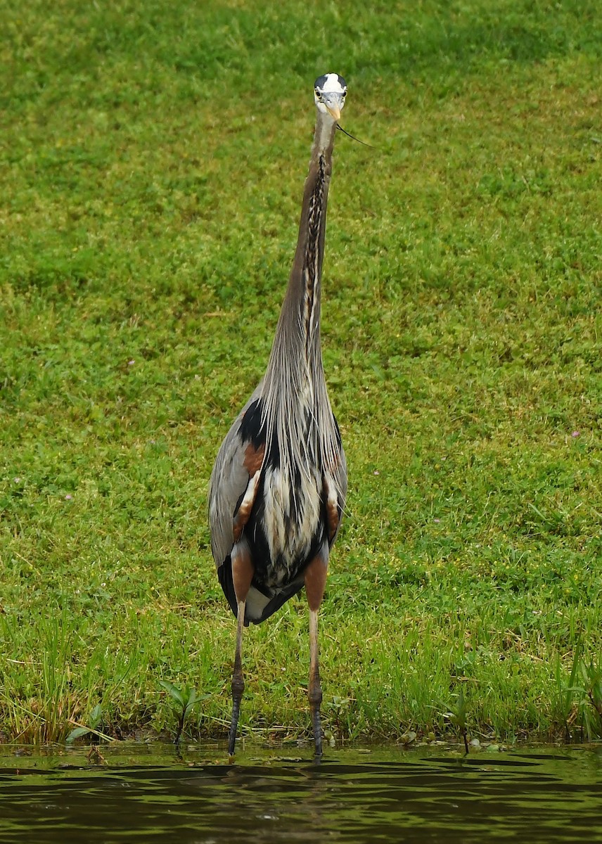 Great Blue Heron - Rachel Hudson