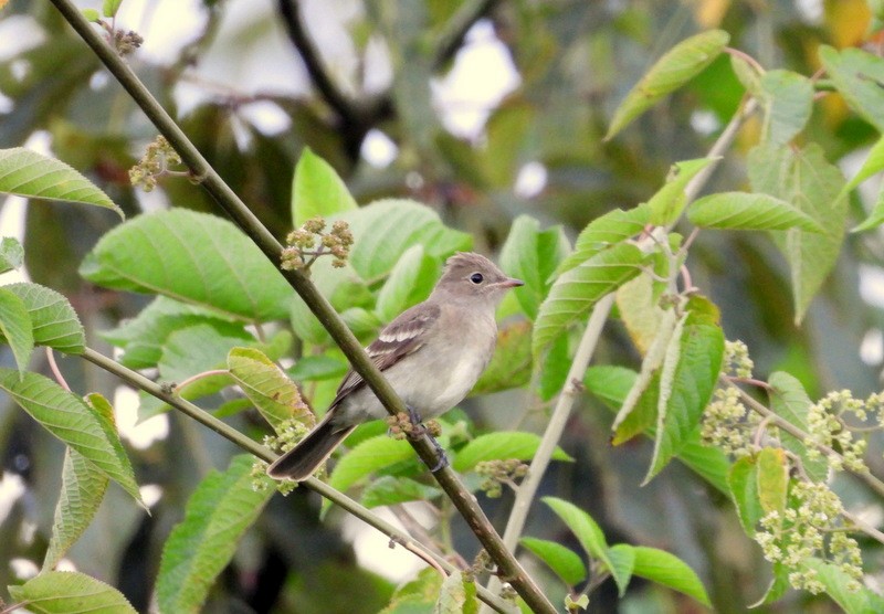 Brownish Elaenia - Otto Valerio   Amazonas Birding