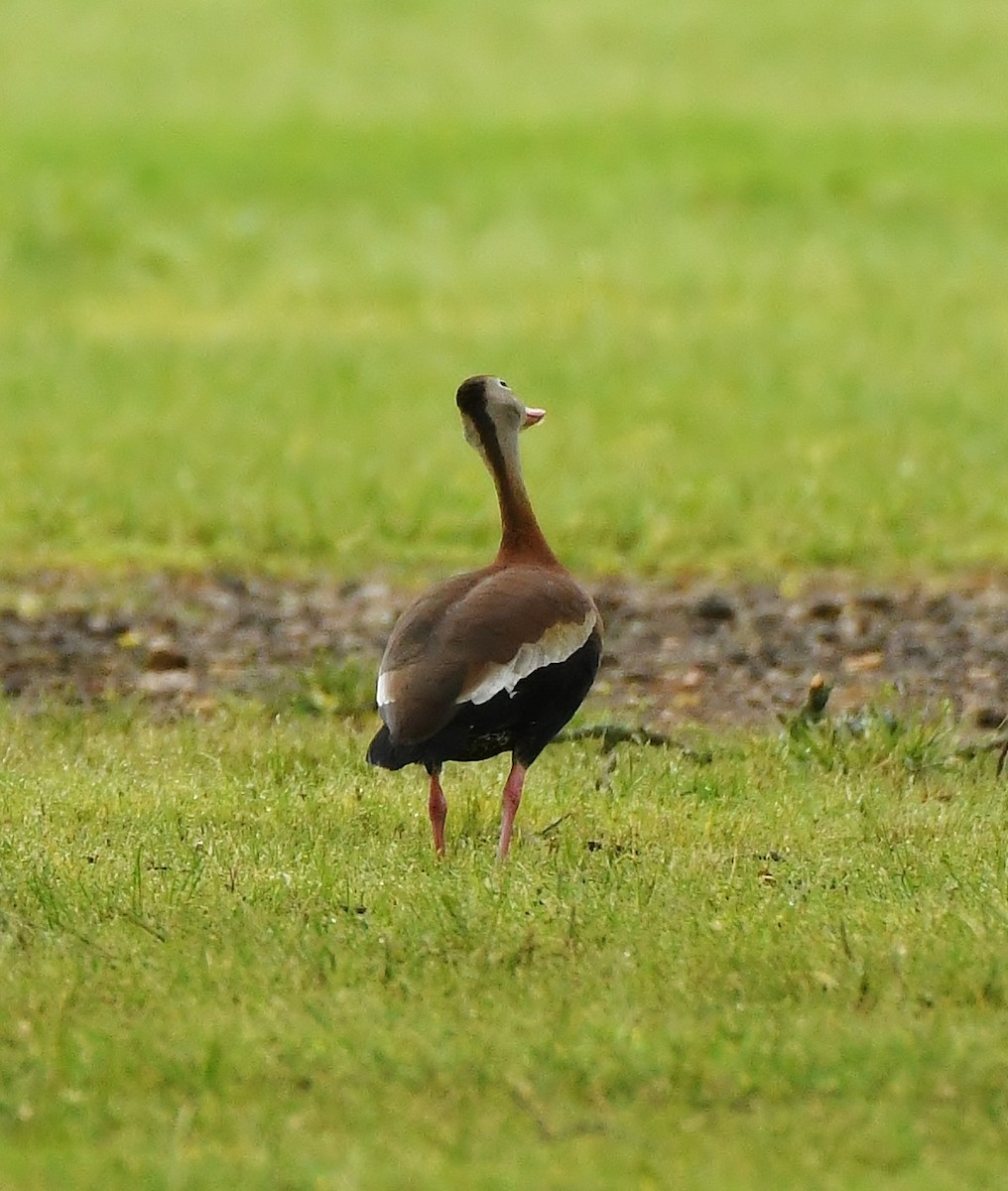 Black-bellied Whistling-Duck - Rachel Hudson