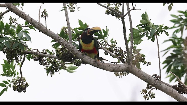 Chestnut-eared Aracari - ML617188639