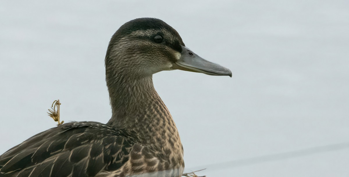 Garganey - ML617188682