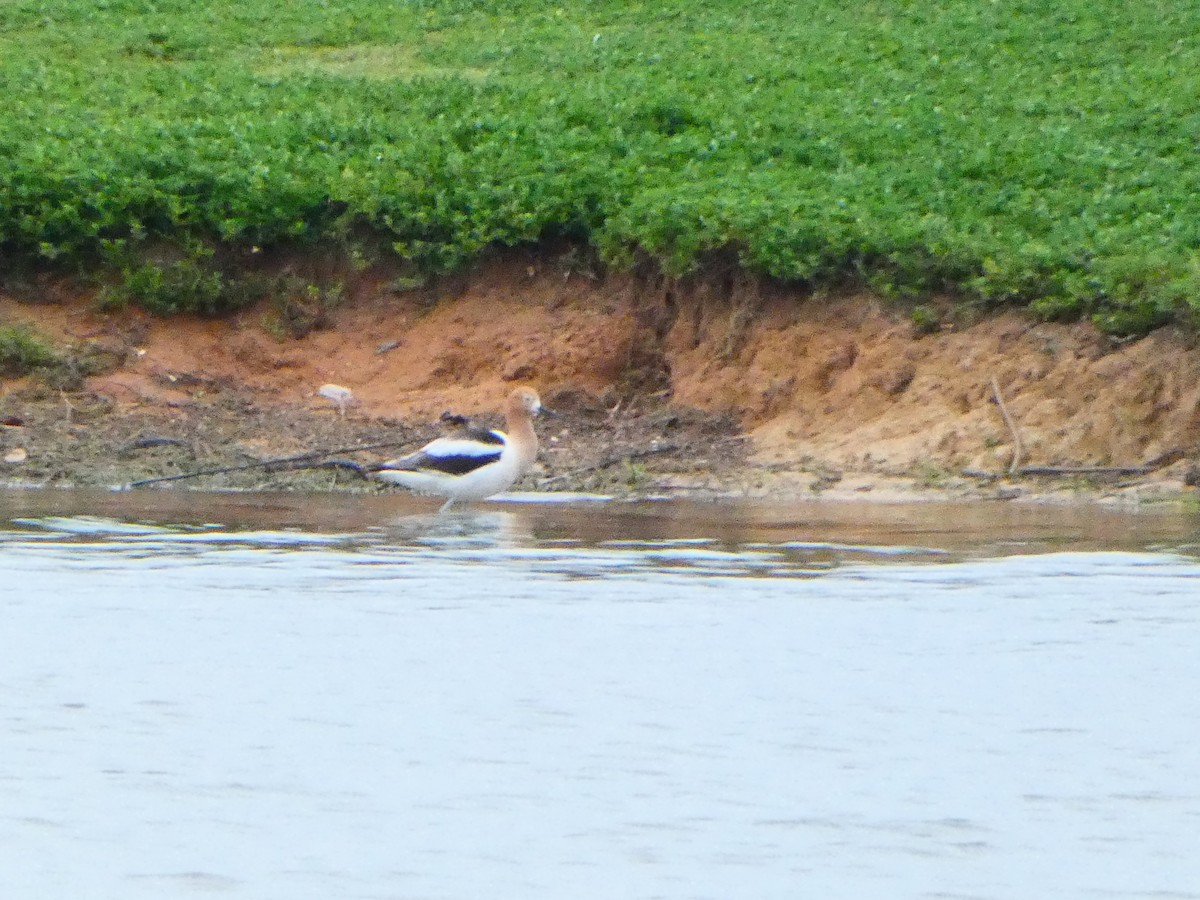 American Avocet - ML617188686