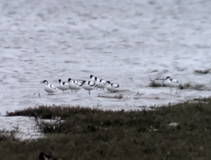 Pied Avocet - ML617188709