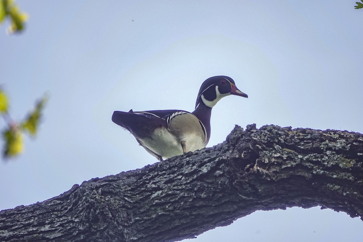 Wood Duck - ML617188771