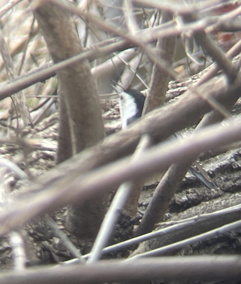 White-breasted Nuthatch - ML617188860