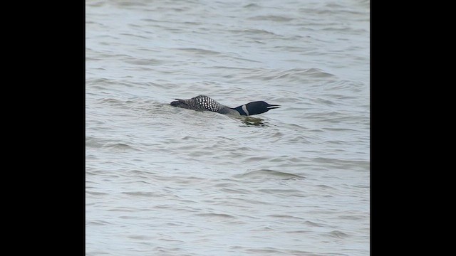 Common Loon - ML617188862