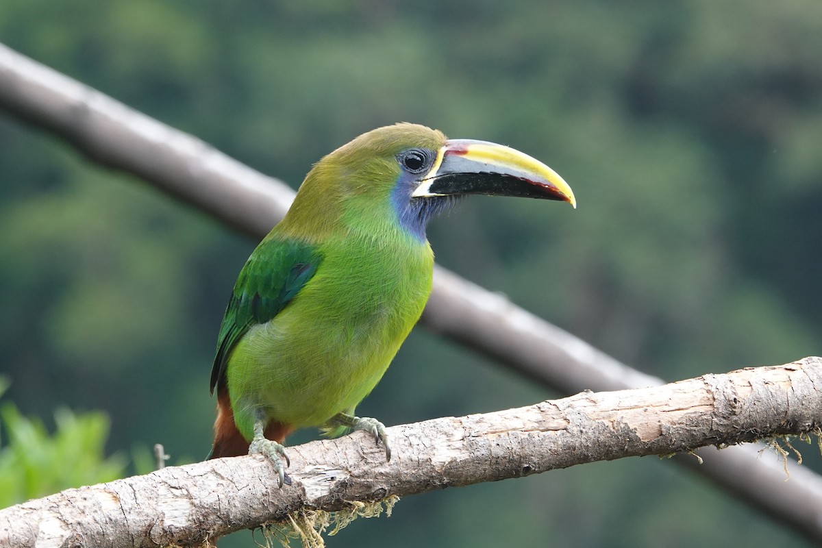 Toucanet émeraude - ML617188867