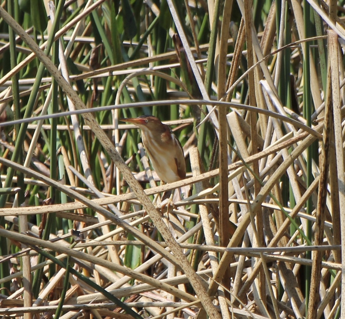 Least Bittern - ML617188897