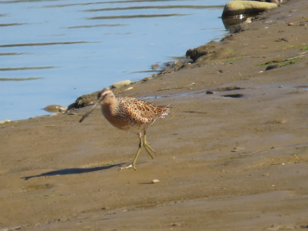 Short-billed Dowitcher - ML617188920