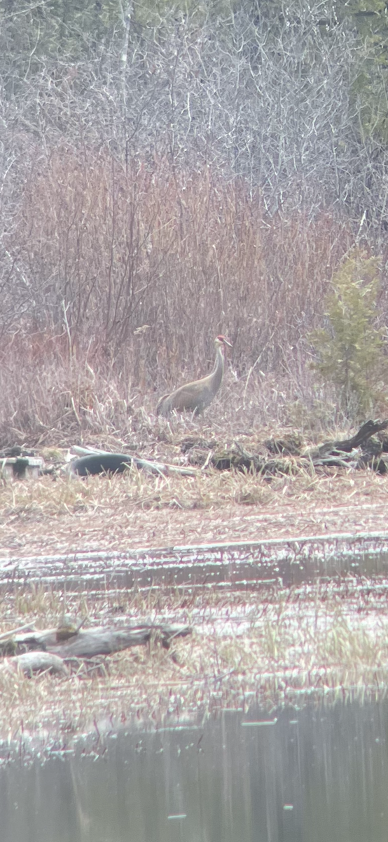 Sandhill Crane - ML617188922