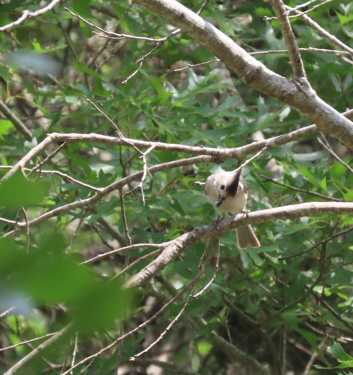 Black-crested Titmouse - Dawn Garcia