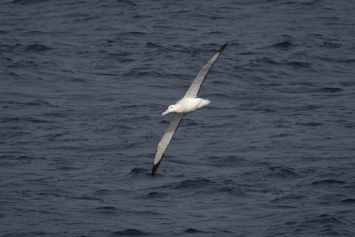 Albatros de Tristan da Cunha - ML617189041