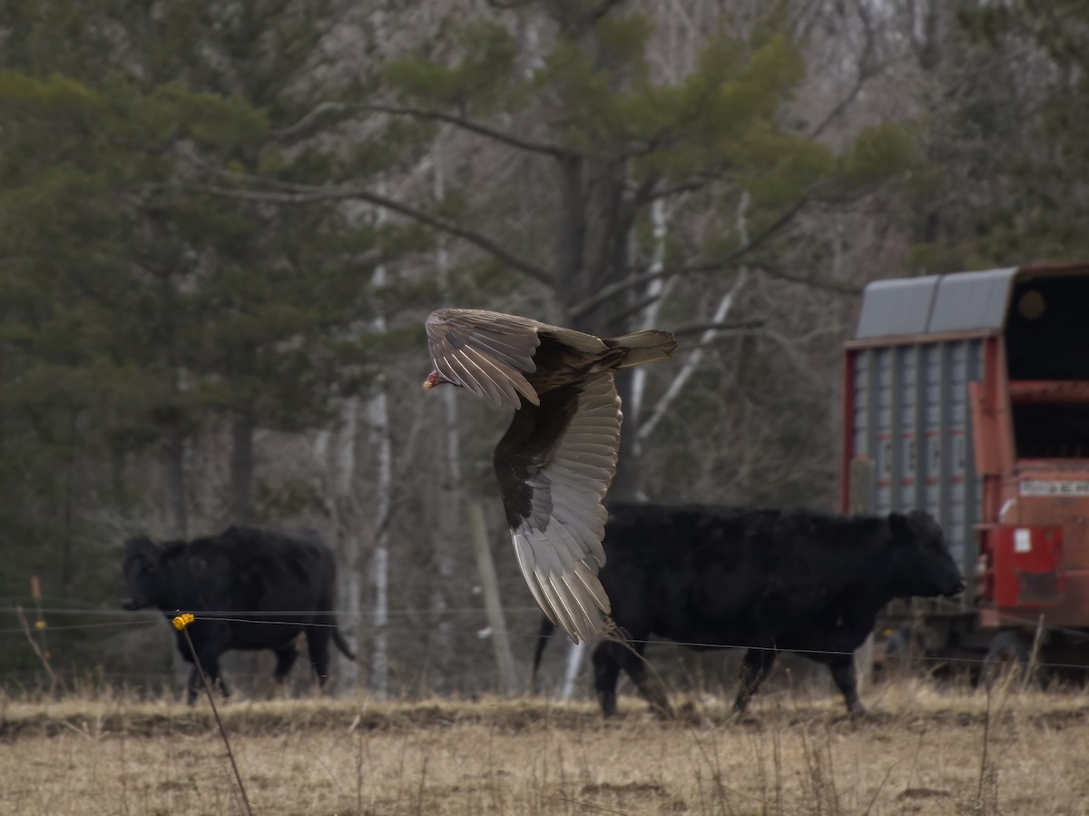 Turkey Vulture - ML617189064