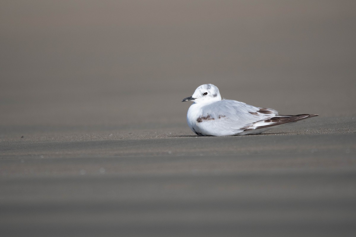 Bonaparte's Gull - ML617189088