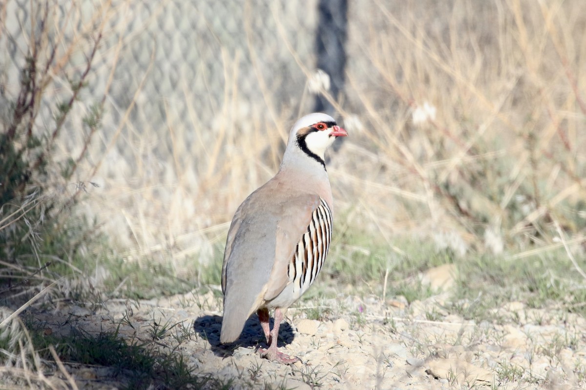 Chukar - Carol Ortenzio