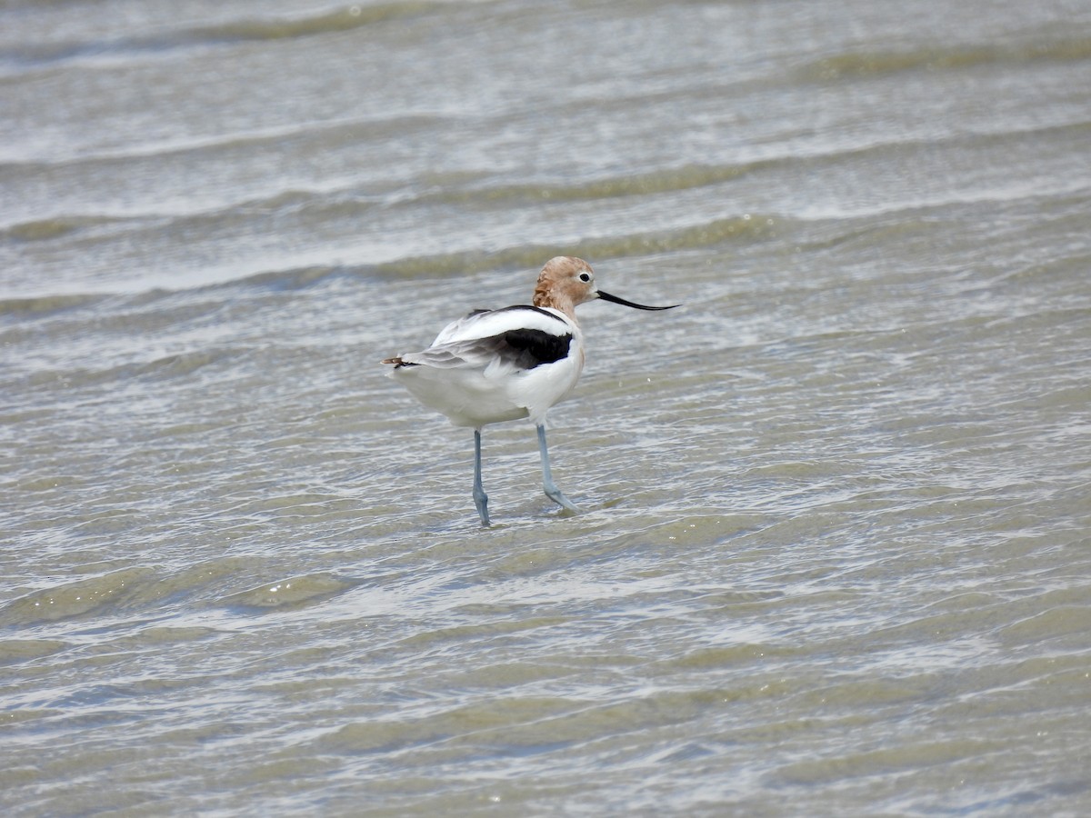 Avoceta Americana - ML617189190