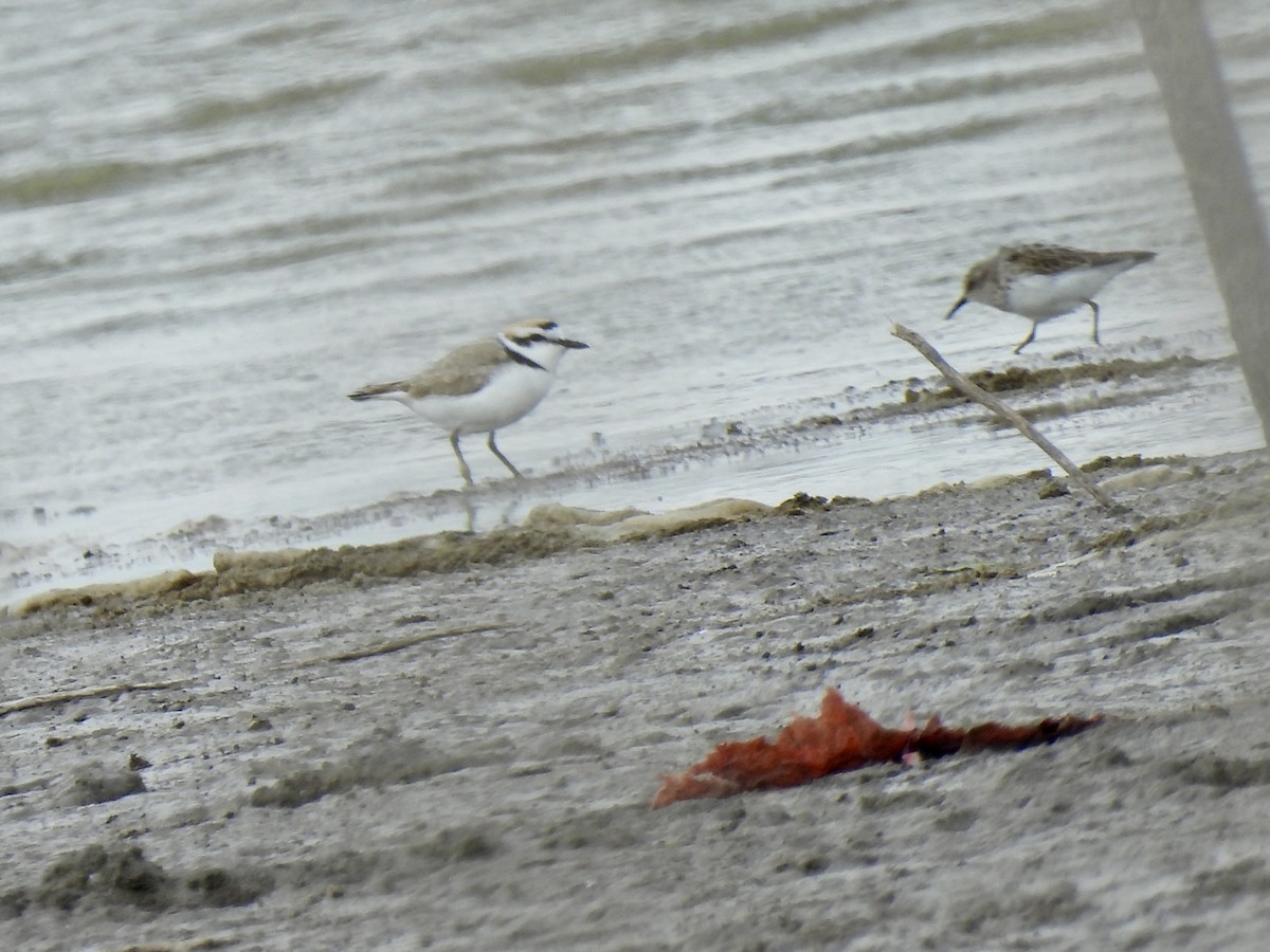 Snowy Plover - ML617189203