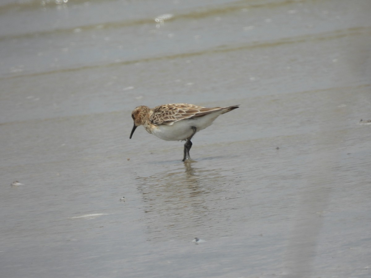 Baird's Sandpiper - ML617189206