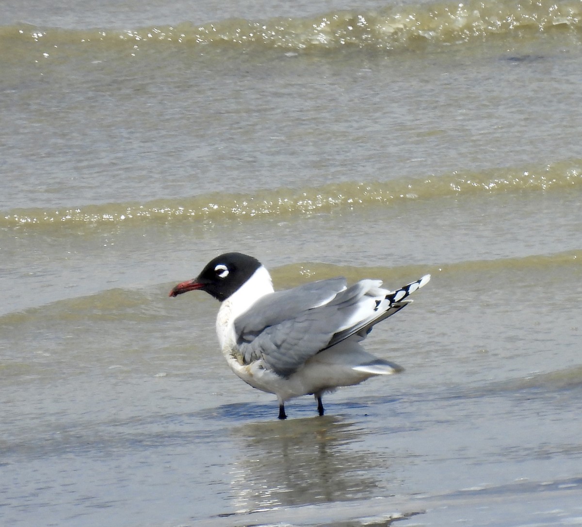 Franklin's Gull - ML617189208