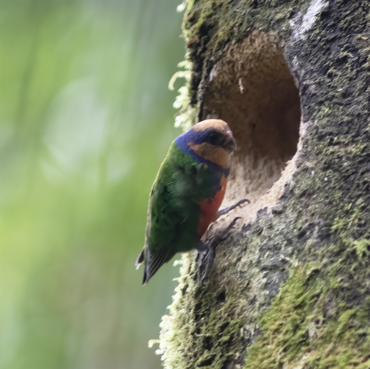 Red-breasted Pygmy-Parrot - ML617189215