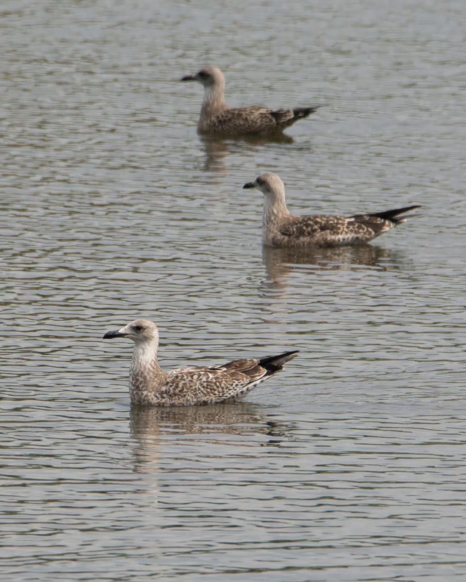 Yellow-legged Gull (michahellis) - ML617189228