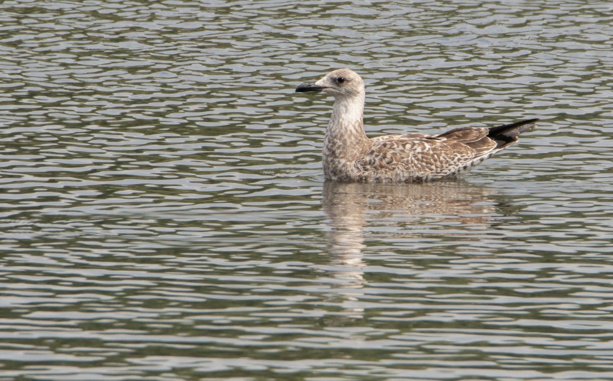 Yellow-legged Gull (michahellis) - ML617189229