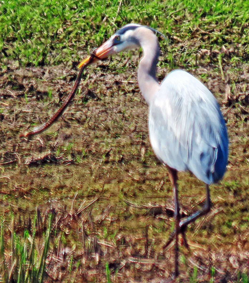 Great Blue Heron - Jim Scott