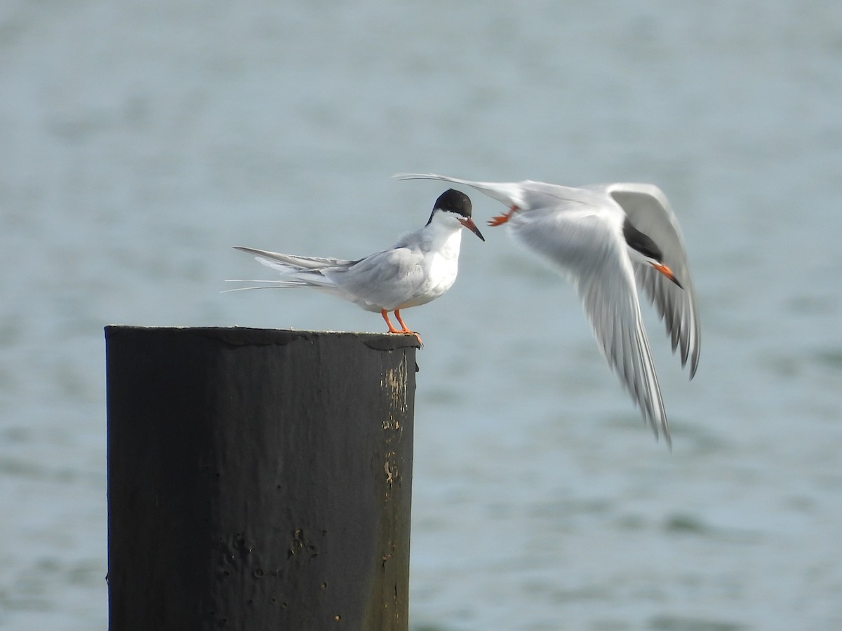 Forster's Tern - ML617189363