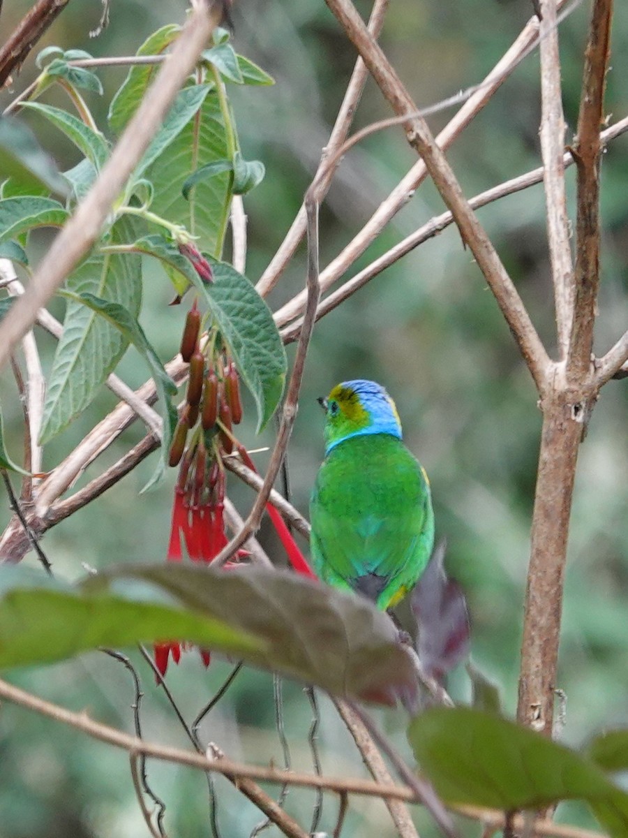 Golden-browed Chlorophonia - ML617189367